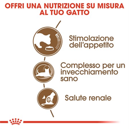 Royal Canin Senior Ageing + 12 Gatto 2 kg in Gatti