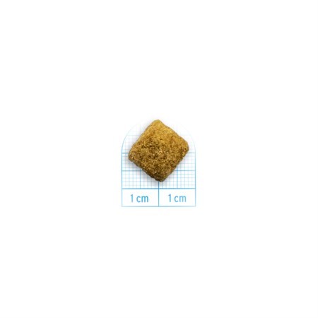 Forza 10 Active Intestinal Colon Fase 1 10 kg (ex Intestinal Colitis) Cane in Cani