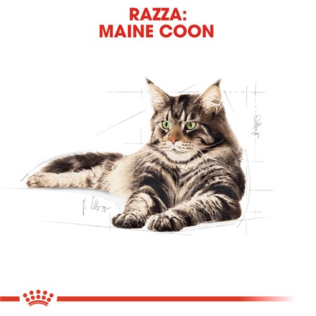 Royal Canin Maine Coon Adult 10 kg in Gatti