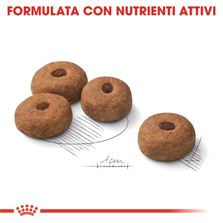 Royal Canin Maxi Sterilised 12 kg Cani in Cani