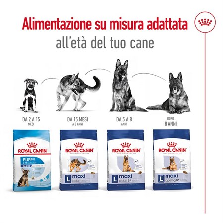 Royal Canin Maxi Ageing 8 + Kg 3 Secco Cane in Cani