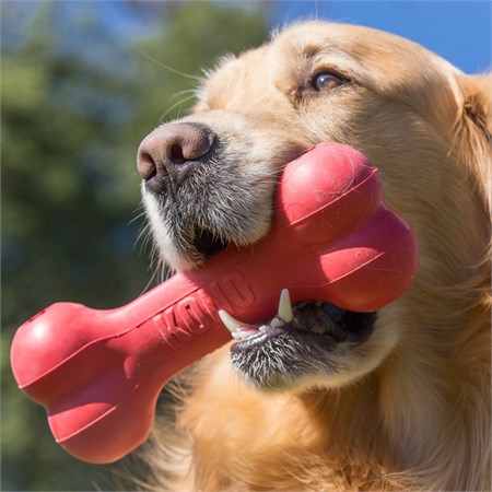 Kong Gioco Goodie Bone Small Osso Resistente in Cani