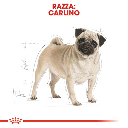 Royal Canin Pug Carlino Adult 1,5 kg per Cani in Cani