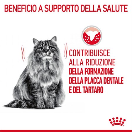 Royal Canin Dental Care 400 gr per Gatto in Gatti