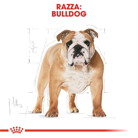 Royal Canin Bulldog Inglese Adult kg 12 in Cani