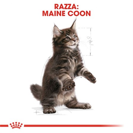 Royal Canin Kitten Maine Coon 2 kg in Gatti