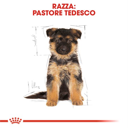 Royal Canin German Shepherd Puppy 12 kg in Cani