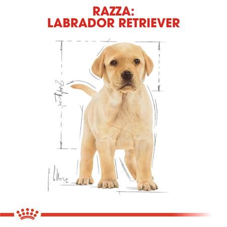 Royal Canin Labrador Retriever Puppy 12 kg in Cani