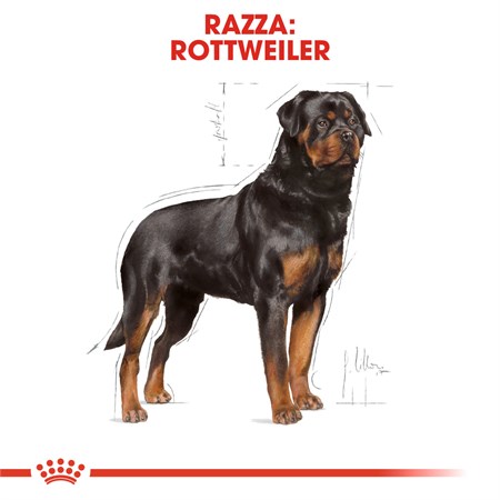 Royal Canin Rottweiler 12 kg in Cani