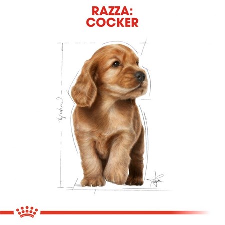 Royal Canin Cocker Puppy 3 kg Crocchette Cani in Cani