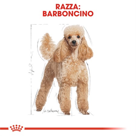 Royal Canin Poodle Adult 7 Kg Crocchette Per Barboncino in Cani