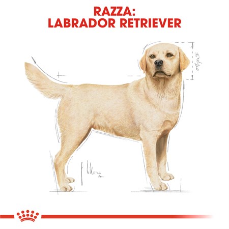 Royal Canin Labrador Retriever Adult 3 kg Cibo Per Cani di Razza in Cani
