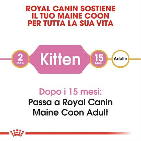 Royal Canin Kitten Maine Coon 10 kg Crocchette Per Gattini in Gatti