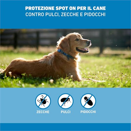 Frontline SPOT ON Taglia L 20-40 Kg - Antiparassitario per cane cani - 3 pipette in Cani