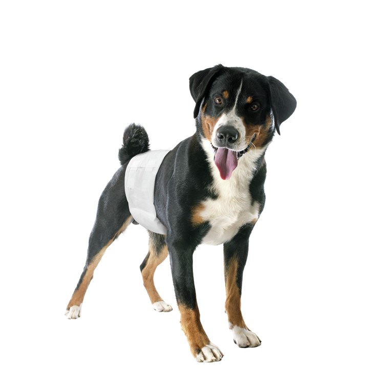 Camon 12 Pannolini a Fascia Elastica Large Mis.3 Per Cani Maschi