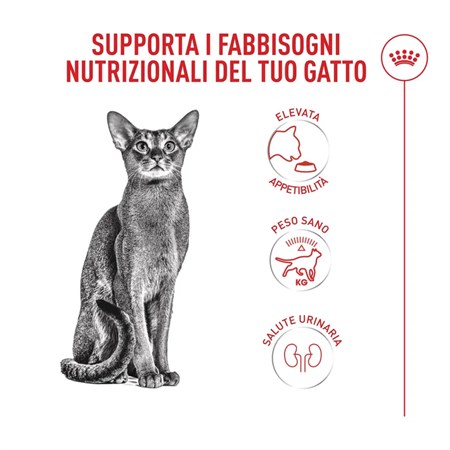Royal Canin Fussy Exigent 2 Kg Crocchette Per Gatto in Gatti