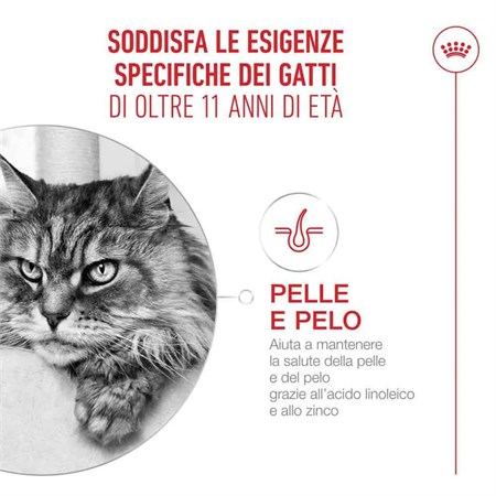 Royal Canin Ageing + 11 Jelly 85 gr In Gelatina Per Gatti in Gatti