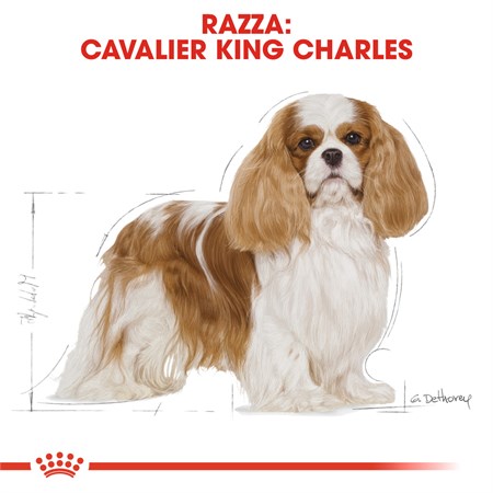 Royal Canin Cavalier King Charles Adult 1,5 kg per Cani in Cani